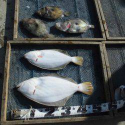 大進丸（愛知） 釣果