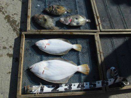 大進丸（愛知） 釣果