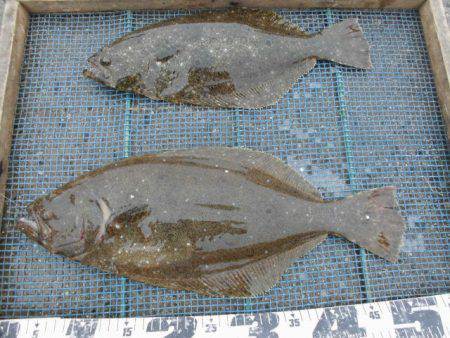 大進丸（愛知） 釣果