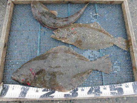 大進丸（愛知） 釣果