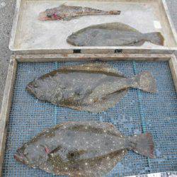 大進丸（愛知） 釣果