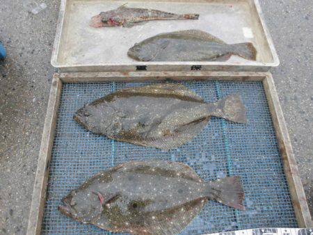 大進丸（愛知） 釣果