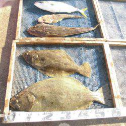 大進丸（愛知） 釣果