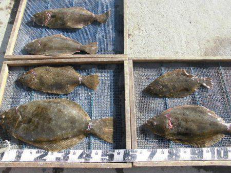 大進丸（愛知） 釣果