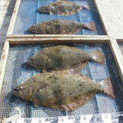 大進丸（愛知） 釣果