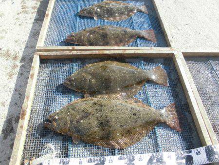 大進丸（愛知） 釣果