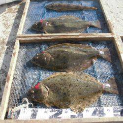 大進丸（愛知） 釣果