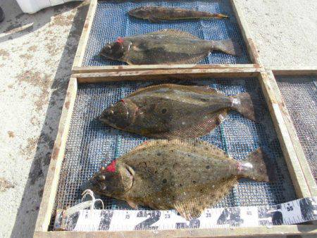 大進丸（愛知） 釣果