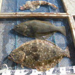 大進丸（愛知） 釣果