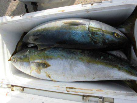 大進丸（愛知） 釣果