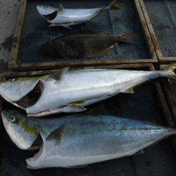 大進丸(愛知) 釣果