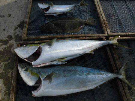大進丸(愛知) 釣果