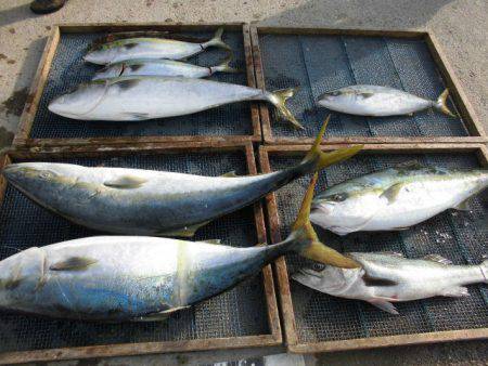 大進丸(愛知) 釣果