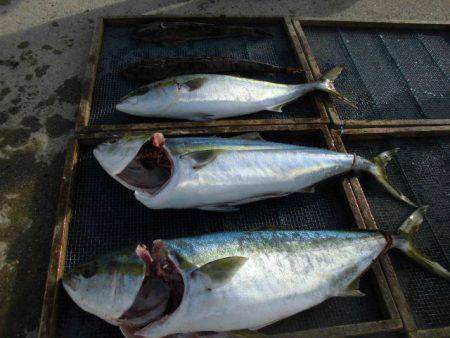 大進丸(愛知) 釣果