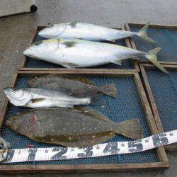 大進丸（愛知） 釣果