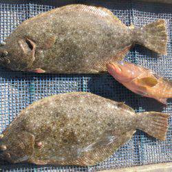 大進丸（愛知） 釣果