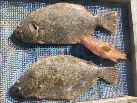 大進丸（愛知） 釣果