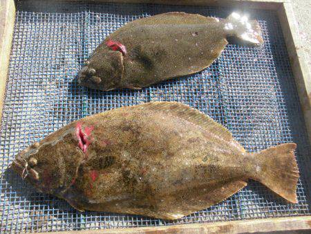 大進丸（愛知） 釣果