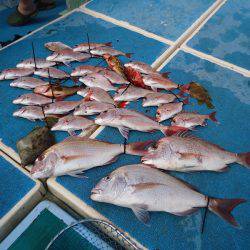 十八宝洋丸 釣果