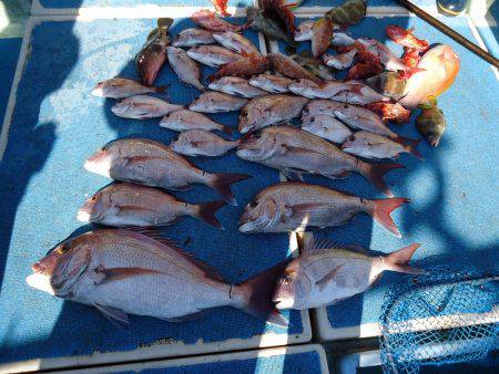 十八宝洋丸 釣果