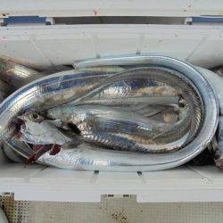 HARUKA丸 はるかまる 釣果