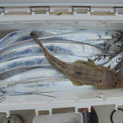 HARUKA丸 はるかまる 釣果