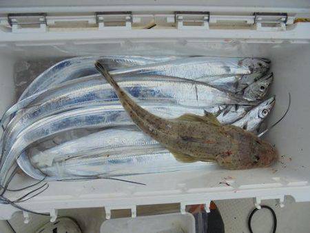 ＨＡＲＵＫＡ丸　はるかまる 釣果