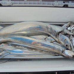 HARUKA丸 はるかまる 釣果