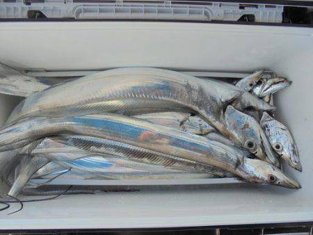 HARUKA丸 はるかまる 釣果