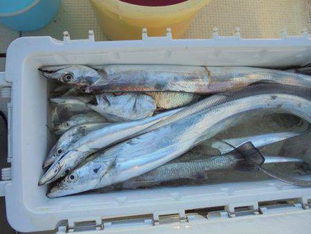 HARUKA丸 はるかまる 釣果