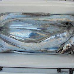 HARUKA丸 はるかまる 釣果