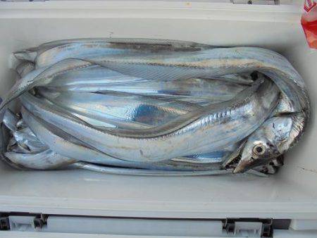 HARUKA丸 はるかまる 釣果