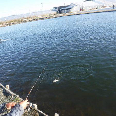 浜名湖フィッシングリゾート 釣果