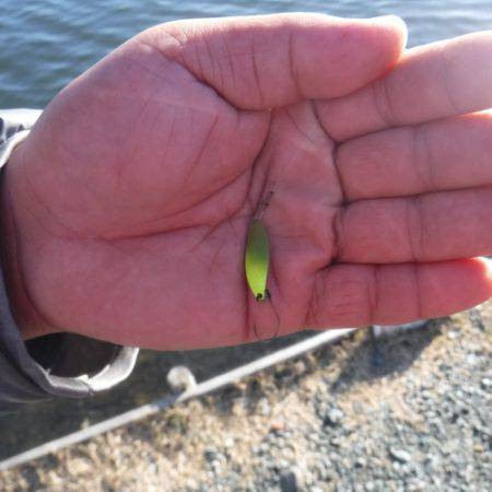 浜名湖フィッシングリゾート 釣果