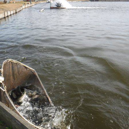 浜名湖フィッシングリゾート 釣果
