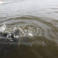 浜名湖フィッシングリゾート 釣果