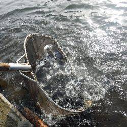 浜名湖フィッシングリゾート 釣果