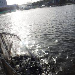 浜名湖フィッシングリゾート 釣果