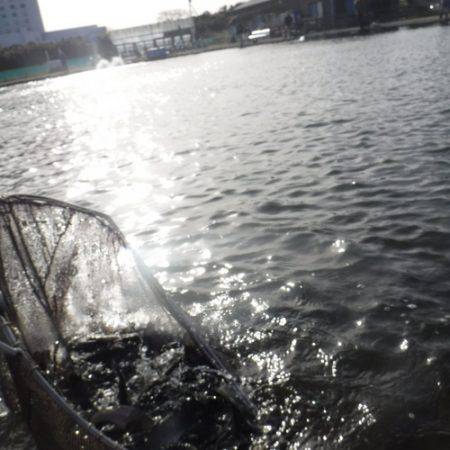 浜名湖フィッシングリゾート 釣果