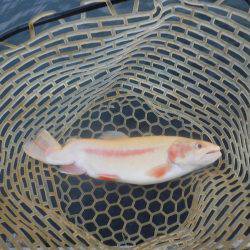 浜名湖フィッシングリゾート 釣果