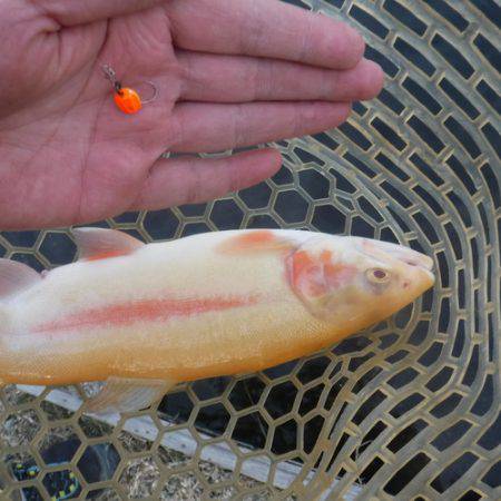 浜名湖フィッシングリゾート 釣果