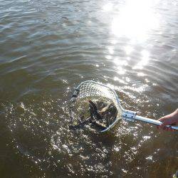 浜名湖フィッシングリゾート 釣果