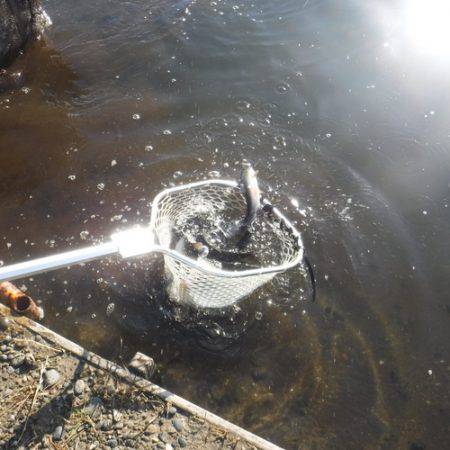 浜名湖フィッシングリゾート 釣果