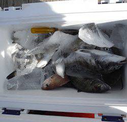 バラモン1号 釣果