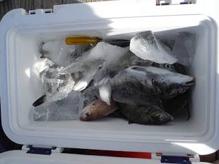 バラモン1号 釣果