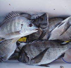 バラモン1号 釣果