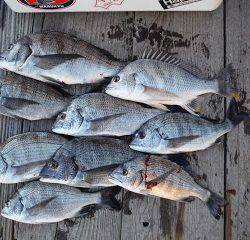 バラモン1号 釣果