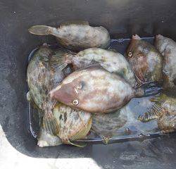 バラモン1号 釣果