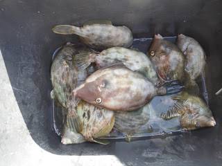 バラモン1号 釣果