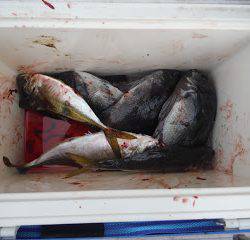 バラモン1号 釣果